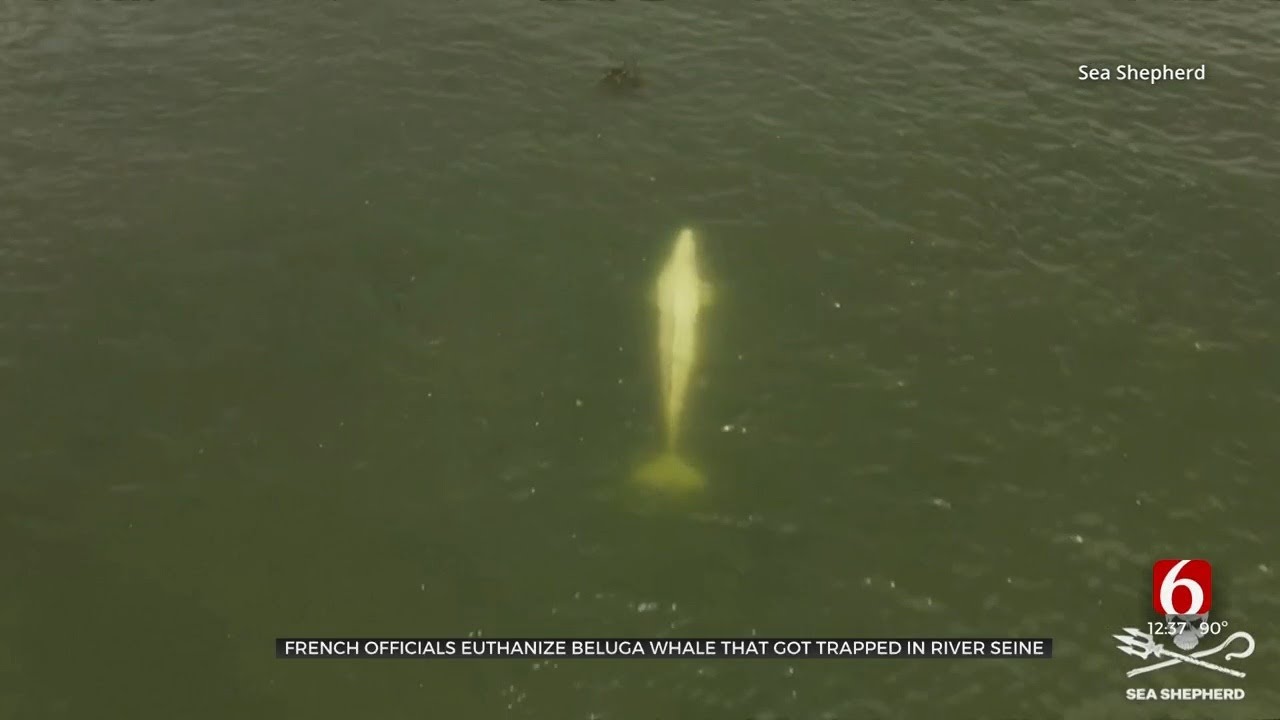 Stranded beluga whale dies during River Seine rescue operation