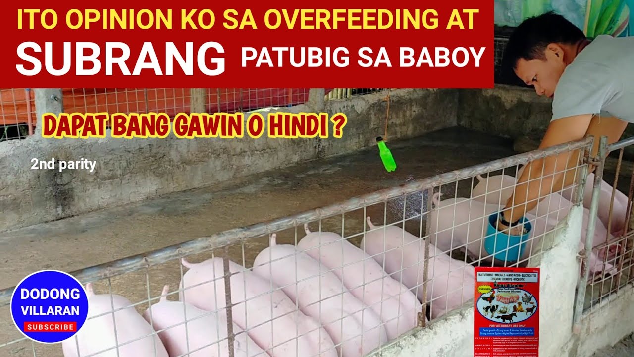 Ito opinion ko sa Overfeeding at subrang Patubig sa baboy l Dapat ba gawin o hindi l Dodong Villaran