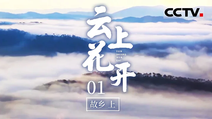 《云上花开》一睹云南花卉天堂的芳容！“冰山美人”绿绒蒿 “植物界大熊猫”华盖木......诸多珍稀花卉露面！EP01【CCTV纪录】 - 天天要闻