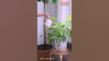 Minimalistic has always been in fashion | Icon Architects