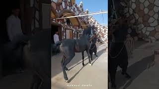Energetic horse ready for sex😈🔞|اسب پرانرژی آماده سکس🔞😈#horse #animals #sexy #funny #حصان #سکسی #اسب