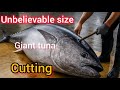 Giant Tuna Fish Cutting Unbelievable Size Full 13 Minute Process Giant Tuna Fish Cutting Unbelievable Size Full 13 Minute Process