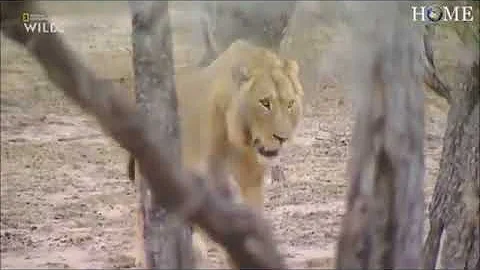 Hyenas vs Male Lions, Hyenas defeat Male Lions.