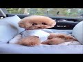 Cute &amp; Funny Dog Video Compilation | Try Not To Laugh| Best Dog Videos|Funny Animals Life Videos #15