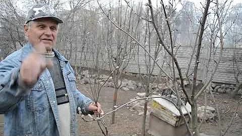 ИРГА -  посадка, уход и свойства ягод