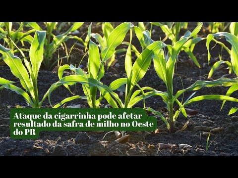 Ataque da cigarrinha pode afetar resultado da safra de milho no Oeste do PR
