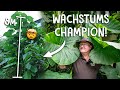 5 exotische Tropenpflanzen für deinen Garten! 🌴 - Bananen, Palmen und co. 🍌