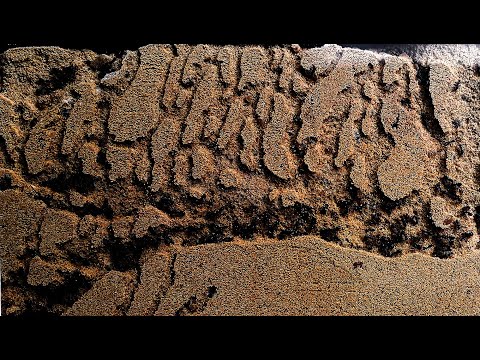 Sand ant farm - ants digging tunnels time lapse 4k #greentimelapse #gtl #timelapse