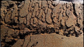 Sand ant farm - ants digging tunnels time lapse 4k #greentimelapse #gtl #timelapse screenshot 5