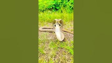 Cobra Snake Lifts Its Hood | Rare Wild Moment!  #shorts #snake #snacks #wildlife #ytshorts