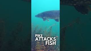Pike Eat Everything - Including Their Own Young