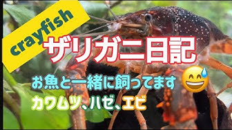 ザリガニ飼育 Youtube