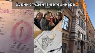 влог студента-ветеринара #2