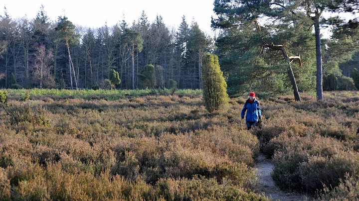 Northern Holland - Walkin' Wet Woods from Elp to Schoonloo [Dec. 23, 2015]