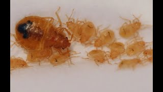 How to Identify Baby Bed Bugs