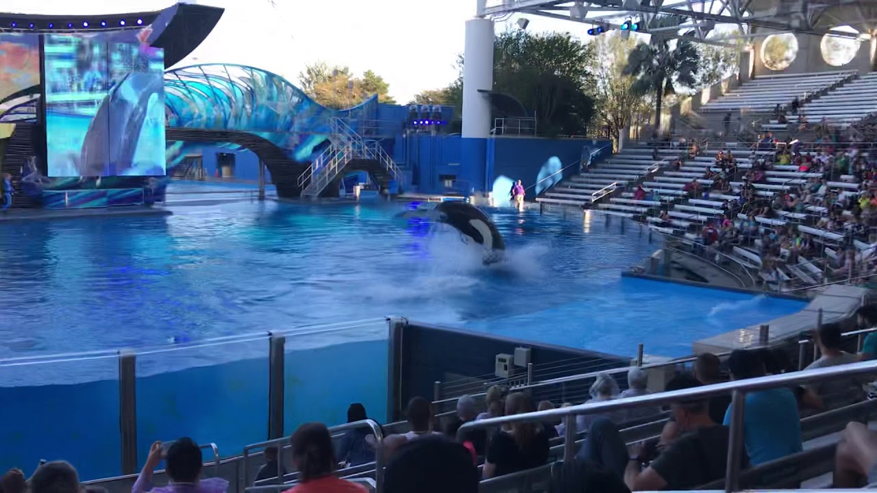 Shamu seaworld - YouTube