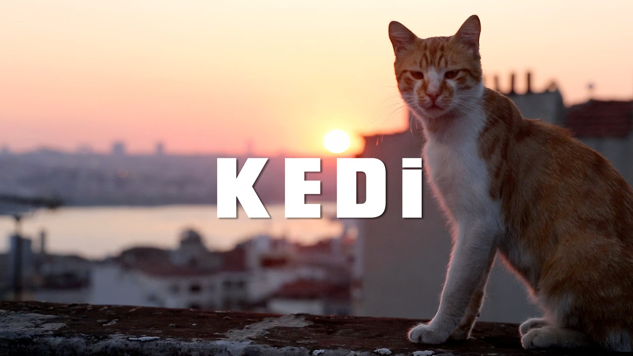 Kedi - Official U.S. Trailer - Oscilloscope Laboratories