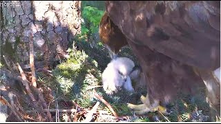 Wild Bucovina Golden Eagles ~ WARNING! Cainism & Parental Infanticide Of Youngest Eaglet! 💔 5.21.24