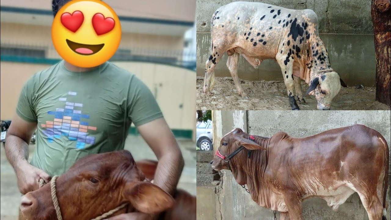 Sary bachron ko Barish Mai nehla diya🌨️🚿oreoo ki mastiiii🔥🔥#bull #rain  #qurbanvlogs #cow #cowlover 