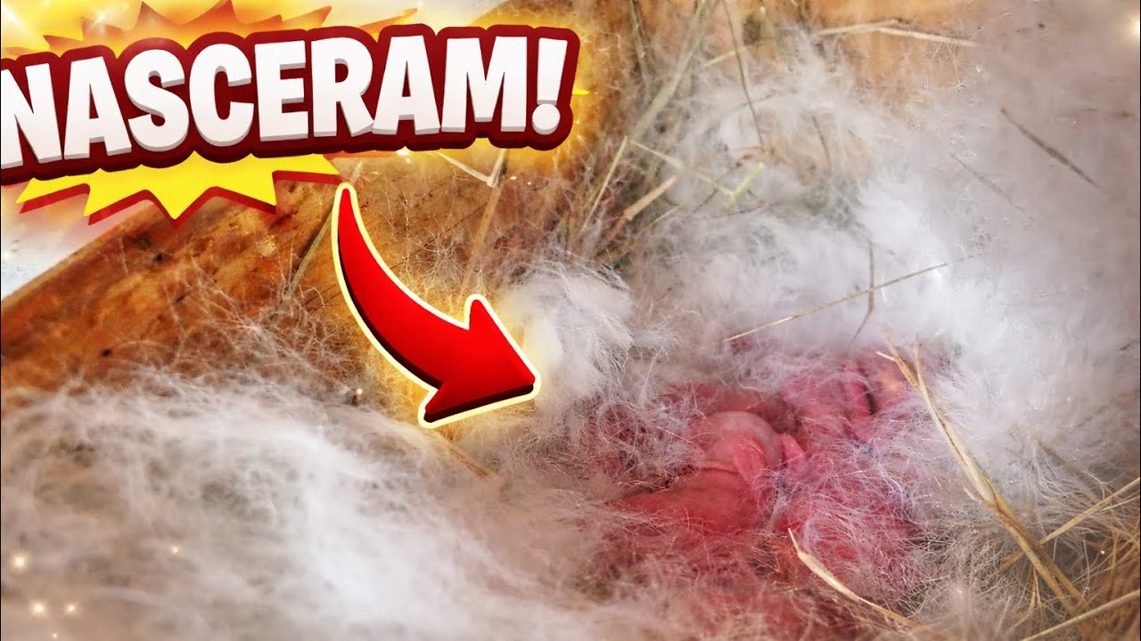 O que encontrei hoje cedo no criatório 👀🐰