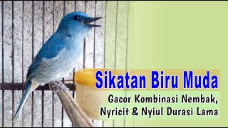 Sikatan Biru Muda Gacor Kombinasi Nembak, Nyricit & Nyiul Durasi Lama