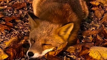 songs for a fall playlist ⋆. 𐙚 ˚❀⋆.ೃ࿔*:･