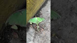 Luna Moth!!