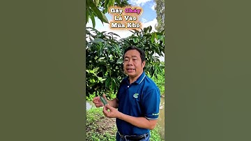 Cháy lá sầu riêng: nguyên nhân thường gặp và cách xử lý hiệu quả | HỎI ĐÁP | Hai Lúa Vàng Official