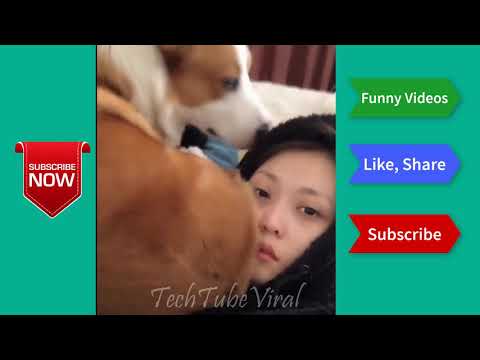 funniest-pets-of-2019-|-funny-pets-compilations.