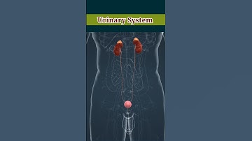 Urinary System in 3D Animation #urinary_system #3danimation #biology