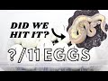 HOW MANY CLOWN BALL PYTHONS DID WE HIT?