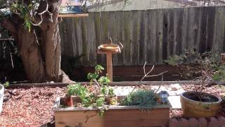Bird Bath in San Francisco