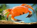 Crab Rave in real life!
