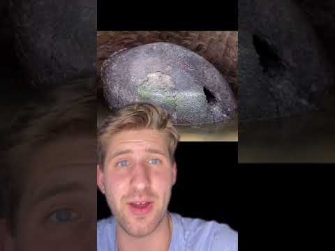 Video: The Farmer Thought He Had Found A Dinosaur Egg, But It Turned Out To Be Much Worse! - Alternative View