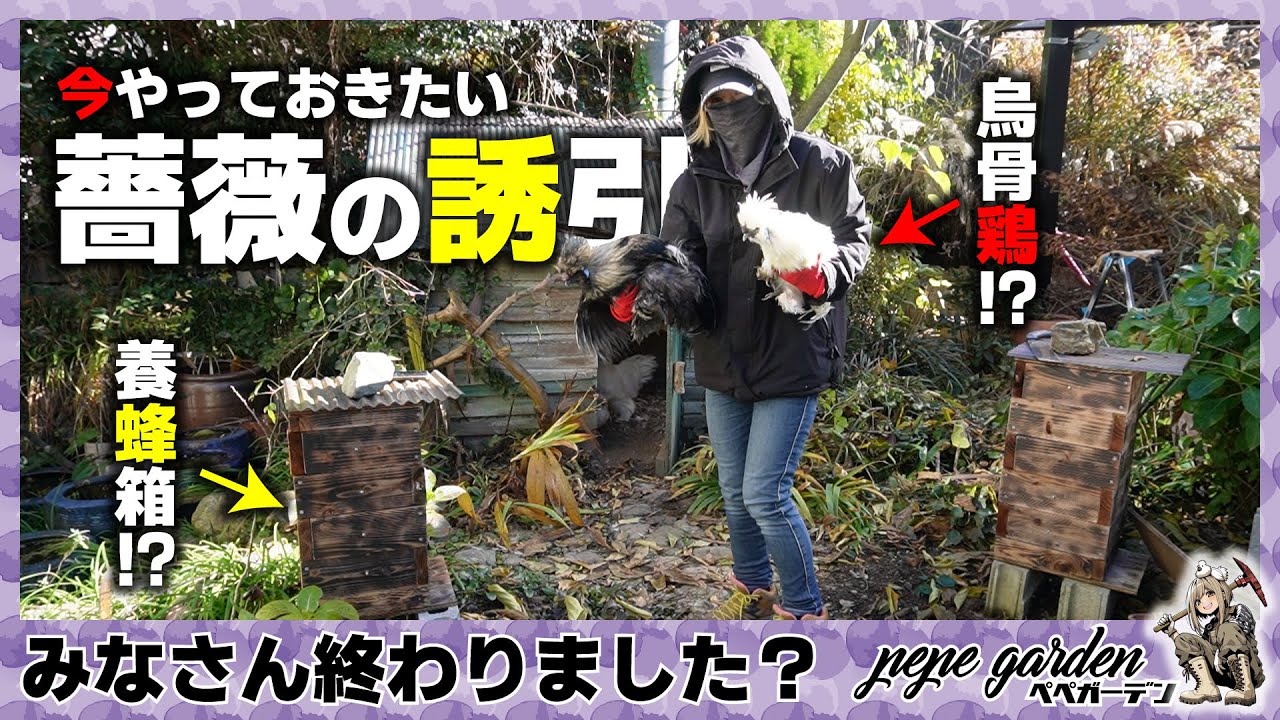 ​【ツル薔薇】ピエール・ドゥ・ロンサールを鳥小屋に這わせる！失敗しない誘引のコツと「抜け感」の作り方