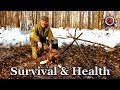 Chaga The Superfood Mushroom 2019 Harvesting And How To Make Chaga Tea