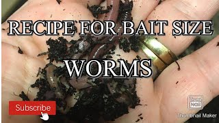 How to fatten worms too bait size #wormcomposting