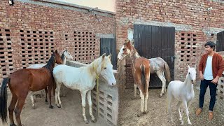 Baby Horse Lena Wala Hain Hum