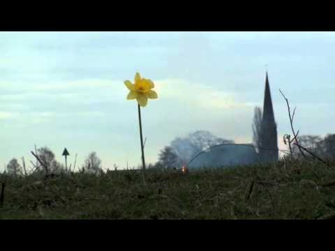 Video: Gele Narcissen (21 Foto's): Dubbel Bleke En Felgele Narcissen En Andere Soorten Bloemen Met Een Gele Kroon