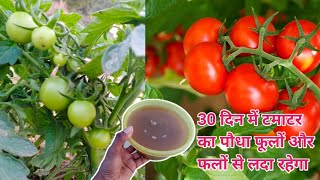 यह काम कर लो 30 दिन में टमाटर का पौधा फूलों और फलों से लदा रहेगा Best fertilizer for tomato plants