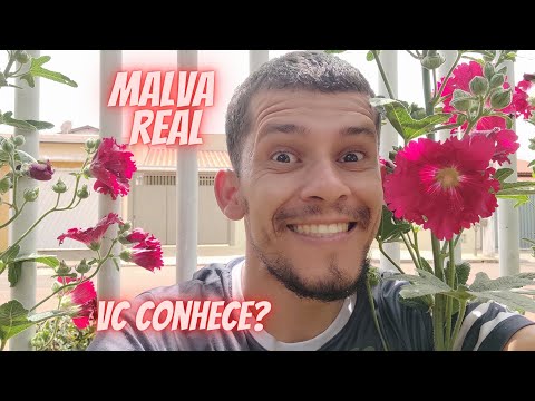 Vídeo: Malva. Stock-rose. Cuidado, Cultivo, Reprodução. Jardim, Floresta. Perene. Flores. Uma Foto