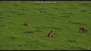 Playtime for Young Foxes