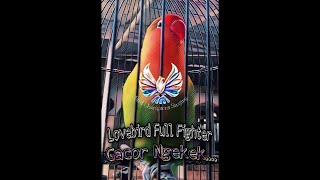Pancingan Lovebird Fighter | LB Fighter Ngetik Ngekek Gacor.