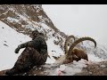 Himalayan Ibex Hunt (catch, clean, cook)
