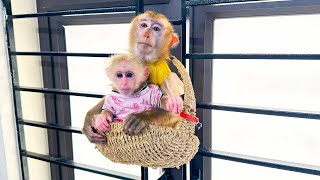 Sweet Moments: Monkey Kaka and Monkey Mit Embrace in Bird's Nest
