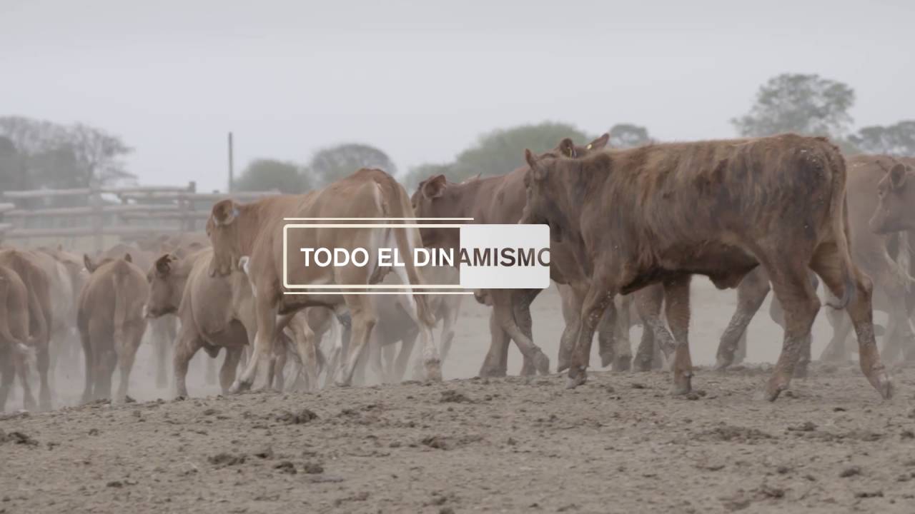 Video Promocional Canal Pro