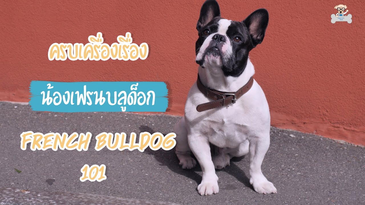 เฟรนบลูด็อก ครบเครื่องเรื่องน้องเฟรนบลูด็อก French Bulldog 101 - Youtube