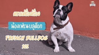 เฟรนบลูด็อก ครบเครื่องเรื่องน้องเฟรนบลูด็อก French Bulldog 101