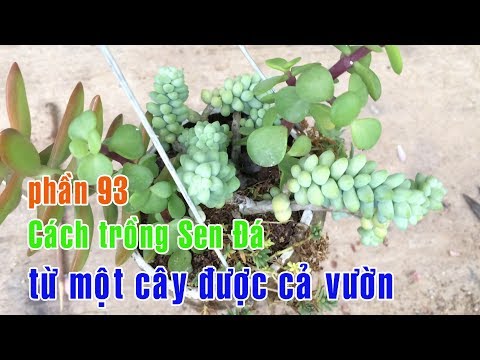 Video Phần 93: Nhân Giống Sen Đá Chuỗi Ngọc Nhanh Nhất - youtube