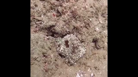 Octopuses communicate with each other and anything they might encounter using posture/color changes